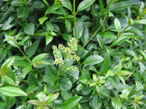 Ligustrum vulg. 'Atrovirens' 125-150 cm met kluit - afbeelding 3