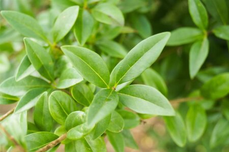 Ligustrum vulg. 'Atrovirens' 125-150 cm wortelgoed 5-8 tak struik - afbeelding 1