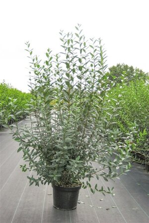 Ligustrum vulg. 'Atrovirens' 125-150 cm wortelgoed 5-8 tak struik - afbeelding 2