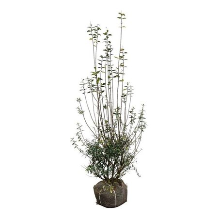 Ligustrum vulg. 'Atrovirens' 150-175 cm met kluit - afbeelding 4