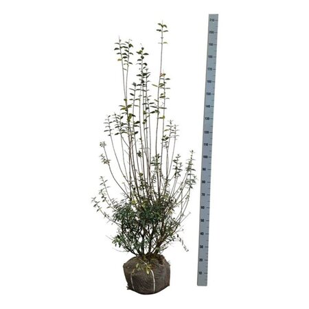 Ligustrum vulg. 'Atrovirens' 150-175 cm met kluit - afbeelding 5