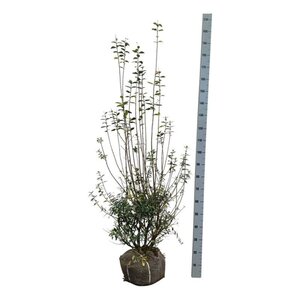 Ligustrum vulg. 'Atrovirens' 150-175 cm met kluit - afbeelding 5