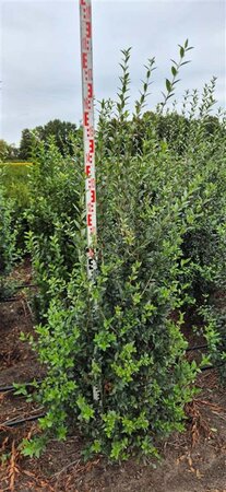 Ligustrum vulg. 'Atrovirens' 150-175 cm met kluit - afbeelding 2