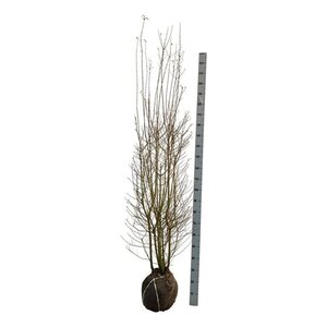 Ligustrum vulg. 'Atrovirens' 175-200 cm met kluit - afbeelding 3