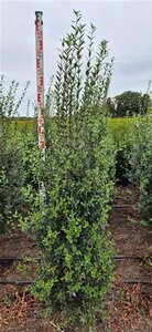 Ligustrum vulg. 'Atrovirens' 175-200 cm met kluit - afbeelding 5