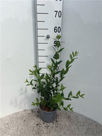 Ligustrum vulg. 'Atrovirens' 40-60 cm cont. 2,0L - afbeelding 2