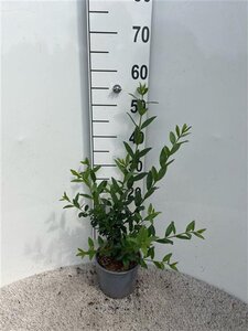 Ligustrum vulg. 'Atrovirens' 40-60 cm cont. 2,0L - afbeelding 2