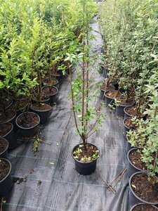 Ligustrum vulg. 'Atrovirens' 40-60 cm cont. 2,0L