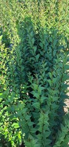 Ligustrum vulg. 'Atrovirens' 40-60 cm wortelgoed 1-jarig bewortelde winter