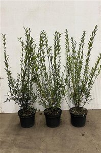 Ligustrum vulg. 'Atrovirens' 80-100 cm cont. 5,0L - afbeelding 6