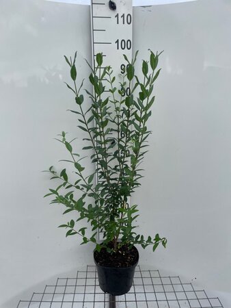 Ligustrum vulg. 'Atrovirens' 80-100 cm cont. 5,0L - afbeelding 3