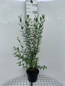 Ligustrum vulg. 'Atrovirens' 80-100 cm cont. 5,0L - afbeelding 3