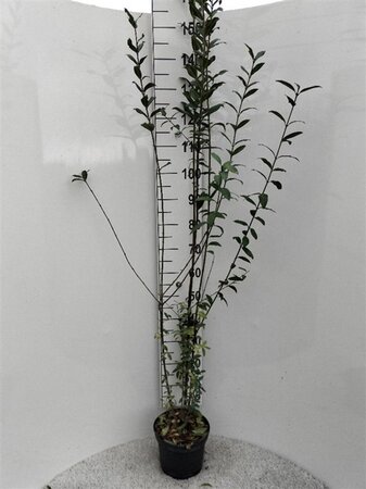 Ligustrum vulg. 'Atrovirens' 80-100 cm cont. 5,0L - afbeelding 5