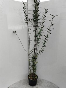 Ligustrum vulg. 'Atrovirens' 80-100 cm cont. 5,0L - afbeelding 5