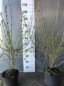 Ligustrum vulg. 'Atrovirens' 80-100 cm cont. 5,0L - afbeelding 4