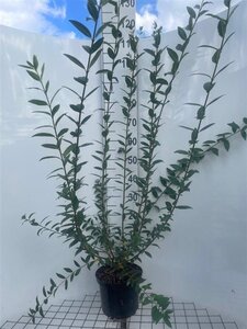 Ligustrum vulg. 'Atrovirens' 80-100 cm cont. 5,0L - afbeelding 3