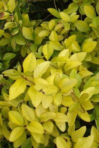 Ligustrum 'Vicaryi' 40-60 cm cont. 3,0L