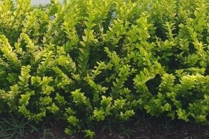 Ligustrum 'Vicaryi' 40-60 cm cont. 3,0L - afbeelding 3