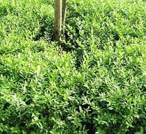Ligustrum vulg. 'Lodense' 30-50 cm wortelgoed struik - afbeelding 2