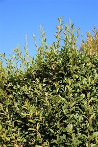 Ligustrum vulg. 'Lodense' 30-50 cm wortelgoed struik - afbeelding 5