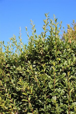 Ligustrum vulg. 'Lodense' 40-50 cm cont. 3,0L - afbeelding 5