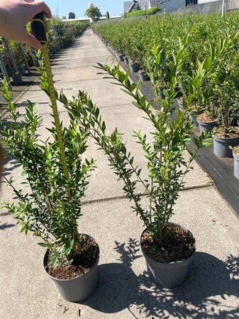 Ligustrum vulg. 'Lodense' 40-60 cm cont. 5,0L - afbeelding 1