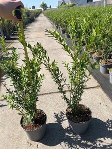 Ligustrum vulg. 'Lodense' 40-60 cm cont. 5,0L