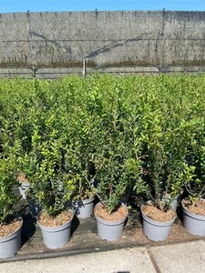 Ligustrum vulg. 'Lodense' 40-60 cm cont. 5,0L - afbeelding 2