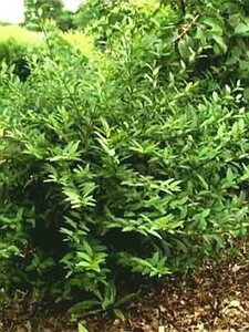 Ligustrum vulg. 'Lodense' 50-60 cm wortelgoed struik - afbeelding 3