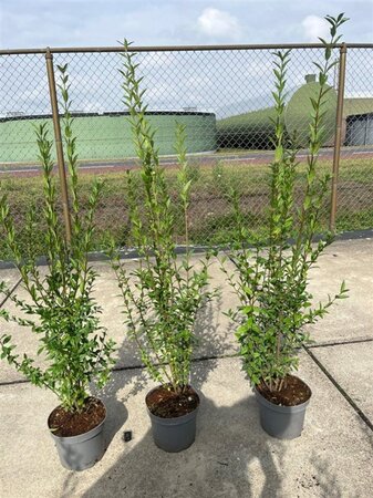 Ligustrum vulgare 100-125 cm cont. 5,0L - afbeelding 3