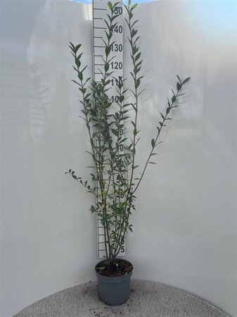 Ligustrum vulgare 100-125 cm cont. 5,0L - afbeelding 2