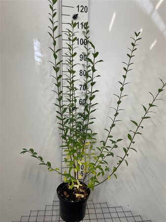 Ligustrum vulgare 100-125 cm cont. 5,0L - afbeelding 10