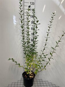 Ligustrum vulgare 100-125 cm cont. 5,0L - afbeelding 10