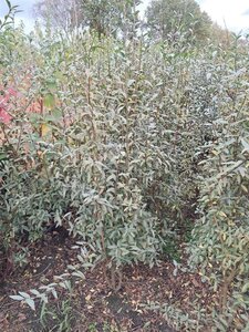 Ligustrum vulgare 150-175 cm met kluit - afbeelding 8