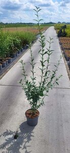 Ligustrum vulgare 80-100 cm cont. 5,0L - afbeelding 3