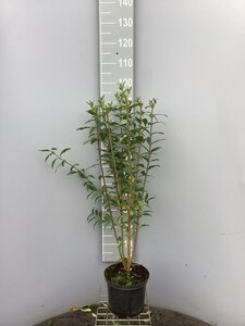Ligustrum vulgare 80-100 cm cont. 5,0L - afbeelding 10