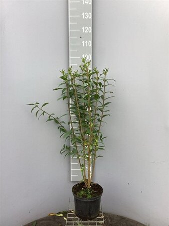 Ligustrum vulgare 80-100 cm cont. 5,0L - afbeelding 2