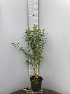 Ligustrum vulgare 80-100 cm cont. 5,0L - afbeelding 2