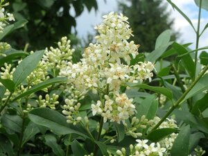 Ligustrum vulgare 90-120 cm wortelgoed 3-4 tak - afbeelding 5