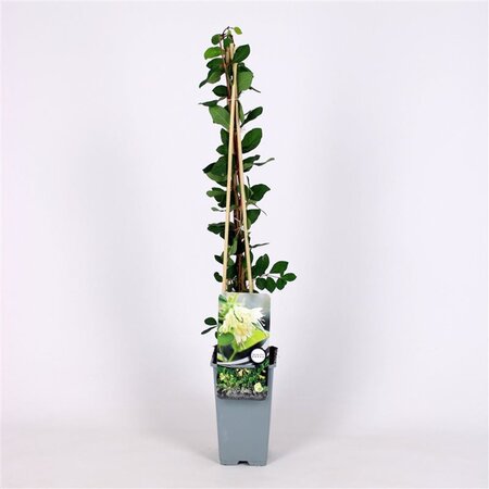 Lonicera c. 'Duet' 70 cm vierkant 2L - afbeelding 2