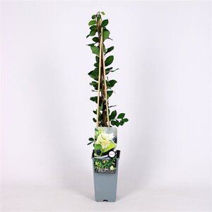 Lonicera c. 'Duet' 70 cm vierkant 2L - afbeelding 2