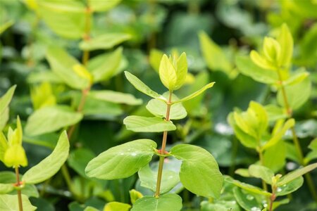 Lonicera c. 'Duet' 70 cm vierkant 2L - afbeelding 1