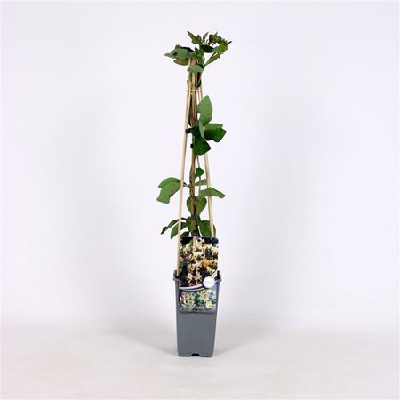 Lonicera capr. 'Inga' 70 cm vierkant 2L