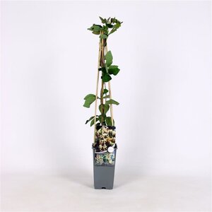 Lonicera capr. 'Inga' 70 cm vierkant 2L