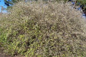 Lonicera fragrantissima 100-125 cm cont. 30L - afbeelding 4