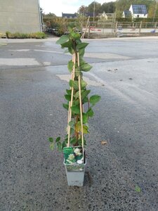 Lonicera fragrantissima 70 cm vierkant 2L - afbeelding 4