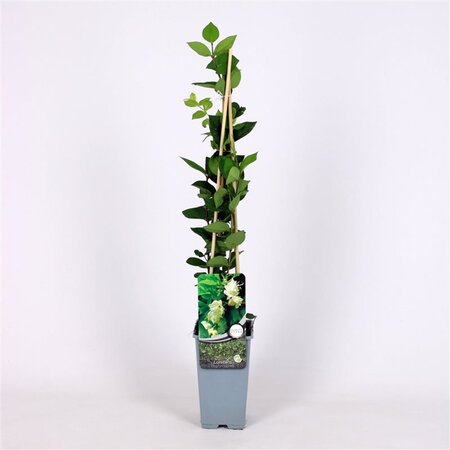 Lonicera fragrantissima 70 cm vierkant 2L - afbeelding 3