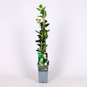 Lonicera fragrantissima 70 cm vierkant 2L - afbeelding 3