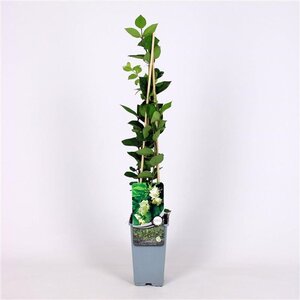 Lonicera fragrantissima 70 cm vierkant 2L - afbeelding 2