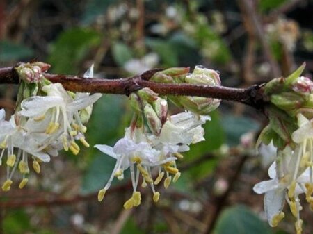Lonicera fragrantissima 80-100 cm container - afbeelding 3